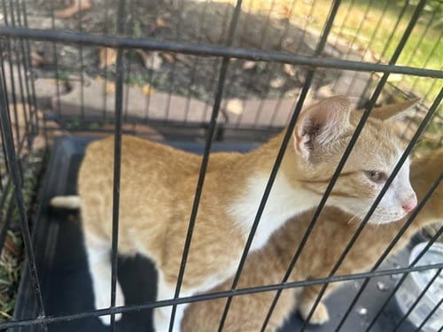 A660683 - Domestic Short Hair available for adoption