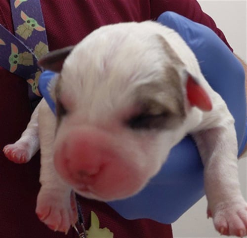 A659993 - Pit Bull Terrier available for adoption