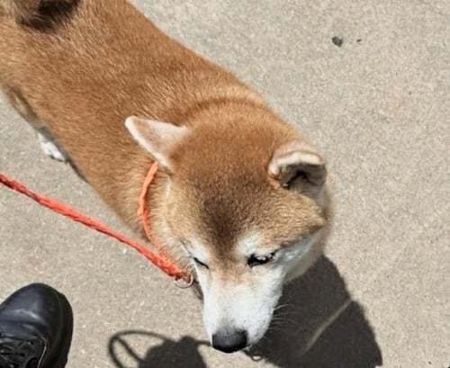 A660386 - Shiba Inu available for adoption