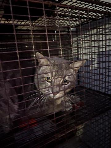 A650635 - Domestic Short Hair available for adoption