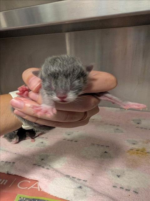 A656300 - Domestic Short Hair available for adoption
