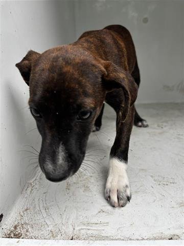 DARYL - Pit Bull Terrier available for adoption