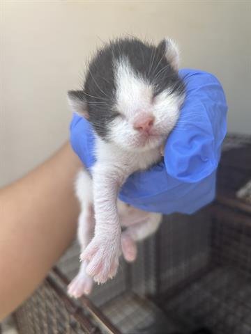 HOUDINI - Domestic Medium Hair available for adoption