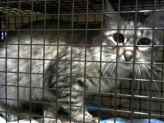 A650536 - Domestic Medium Hair available for adoption