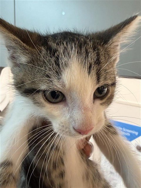 A655386 - Domestic Short Hair available for adoption
