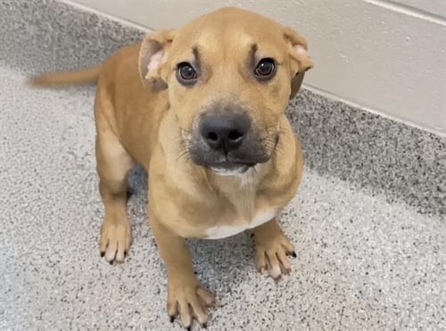 SAGE - Pit Bull Terrier available for adoption