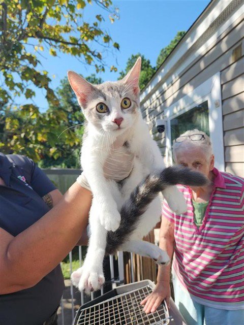 A662062 - Domestic Short Hair available for adoption