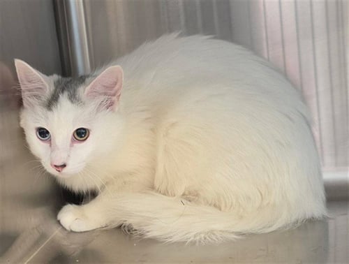 A661504 - Domestic Short Hair available for adoption