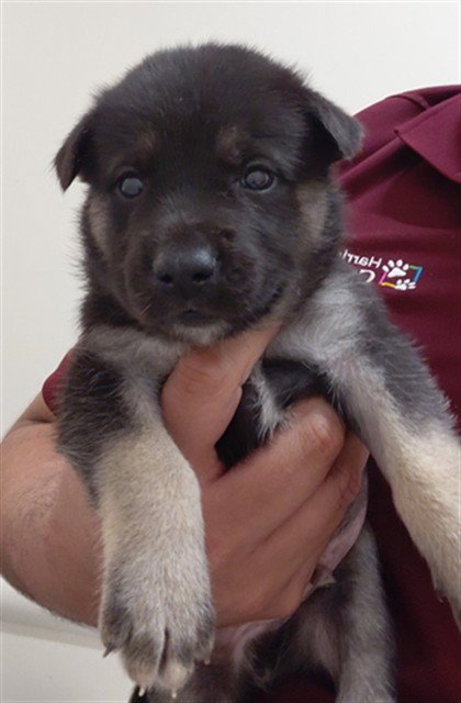 A659306 - German Shepherd Dog available for adoption