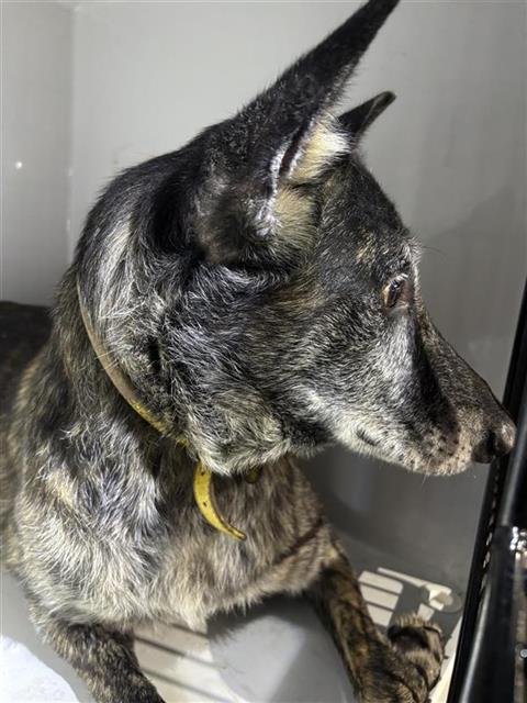 CANDY - Belgian Shepherd Malinois available for adoption
