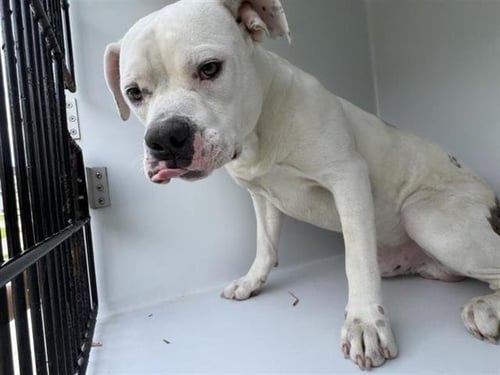 MARCIANO - American Bulldog available for adoption