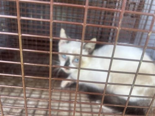 A658139 - Siamese available for adoption