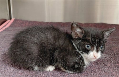 A656298 - Domestic Short Hair available for adoption