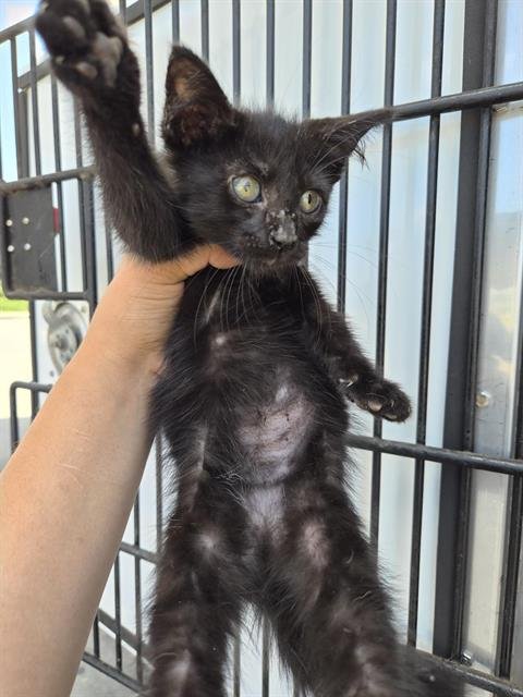 A656903 - Domestic Short Hair available for adoption
