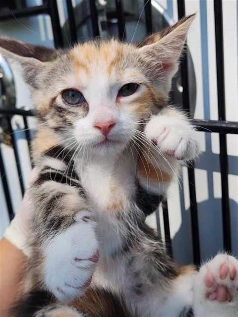 A662247 - Domestic Short Hair available for adoption