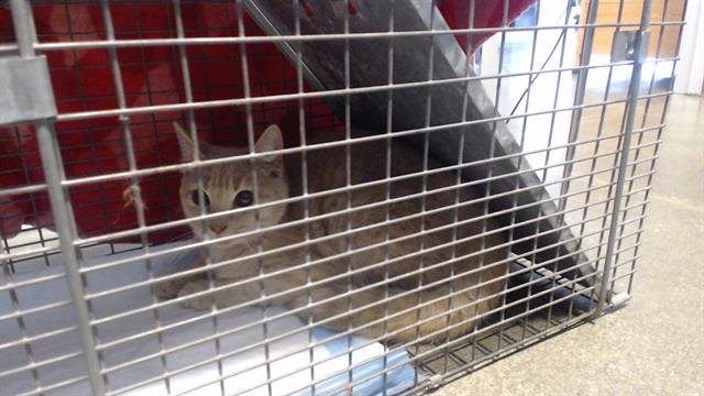 A650559 - Domestic Short Hair available for adoption