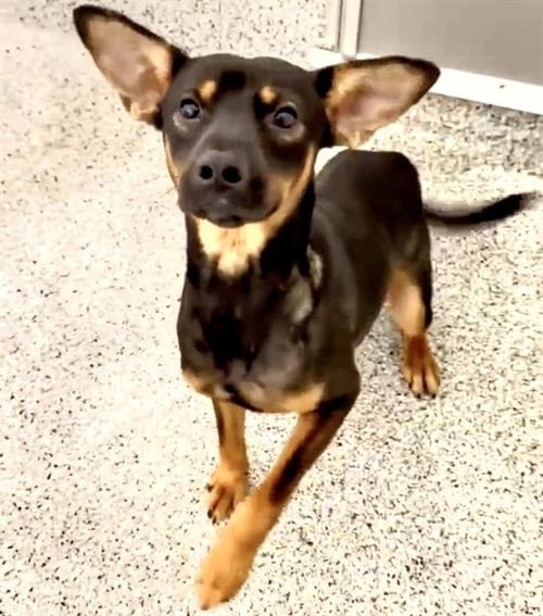 A660641 - German Shepherd Dog available for adoption