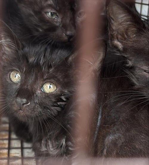 A659566 - Domestic Short Hair available for adoption