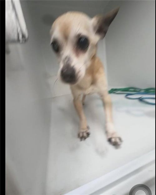 SUGAR - Chihuahua available for adoption