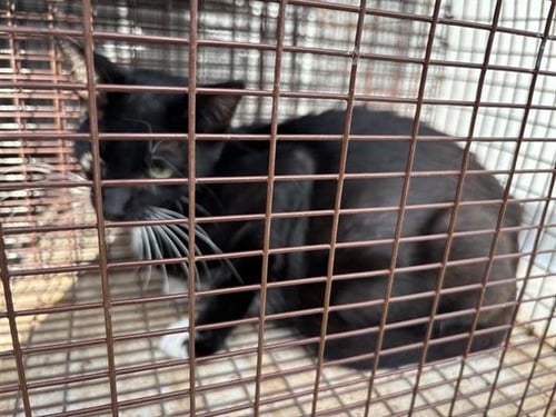 A657464 - Domestic Short Hair available for adoption