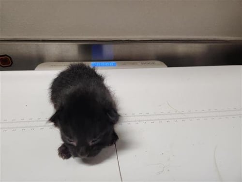 A655250 - Domestic Short Hair available for adoption