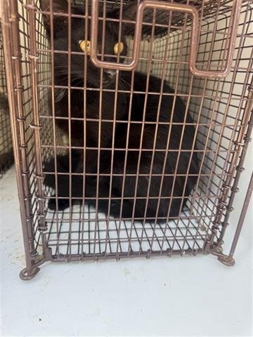 A656080 - Domestic Short Hair available for adoption