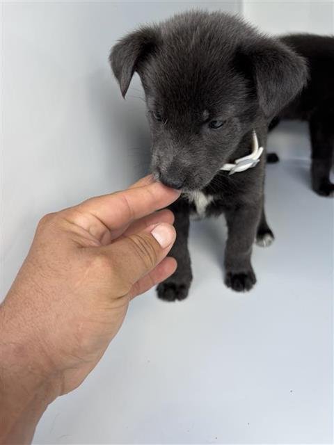 A657628 Image