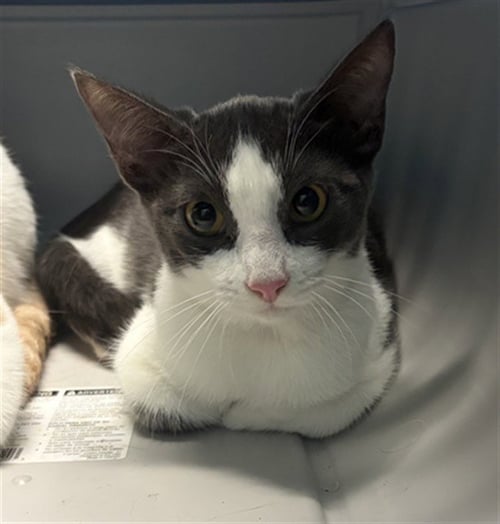 A662057 - Domestic Short Hair available for adoption