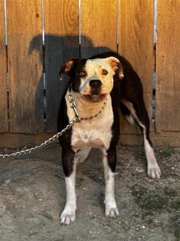 COOKIE - Staffordshire Bull Terrier available for adoption