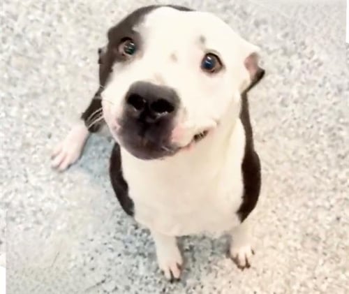 COOKIE - Staffordshire Bull Terrier available for adoption