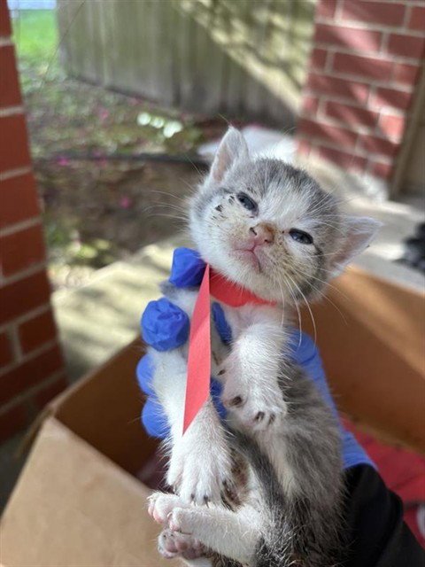 A658198 - Domestic Short Hair available for adoption