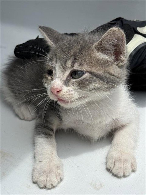 A657422 - Domestic Short Hair available for adoption