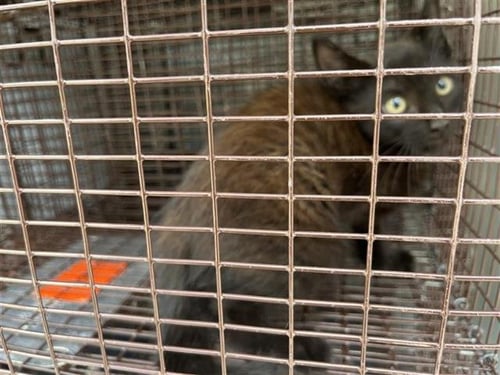 A656979 - Domestic Short Hair available for adoption