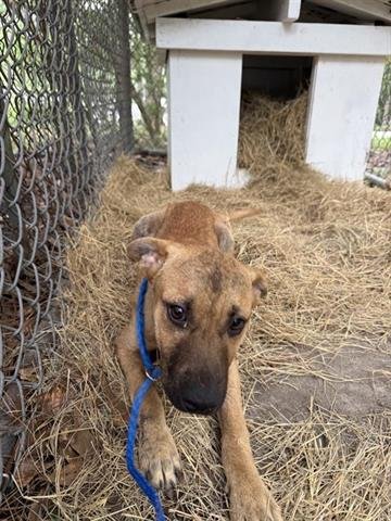 MATTHEW - German Shepherd Dog available for adoption