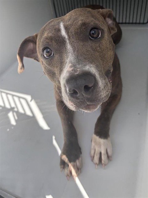 A658546 Image