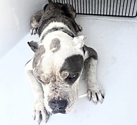 A660775 - American Bulldog available for adoption