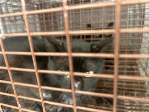 A656899 - Domestic Short Hair available for adoption