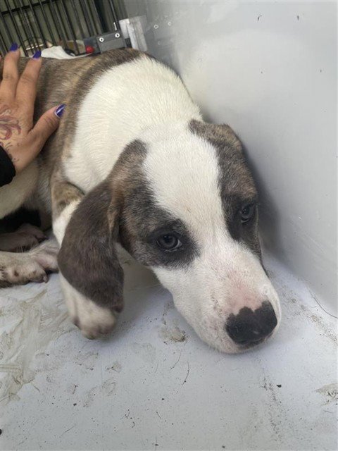 A658207 - Catahoula Leopard Dog / Saint Bernard available for adoption