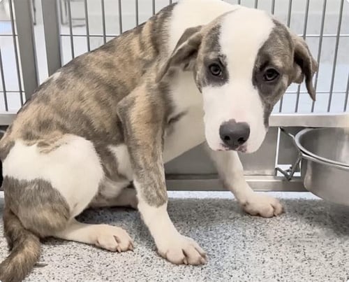 LINDA - Catahoula Leopard Dog / Saint Bernard available for adoption
