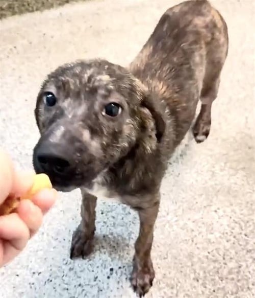 TOOTSIE - Pit Bull Terrier available for adoption