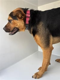 KODA - Photo 1