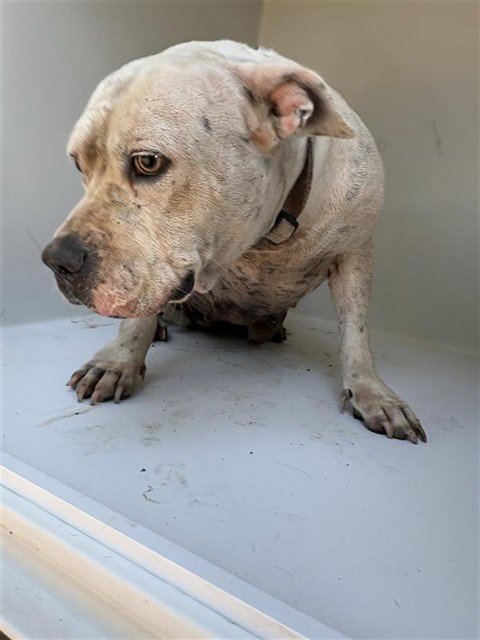 A661094 - American Bulldog / Pit Bull Terrier available for adoption