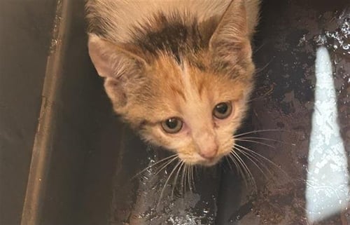 A658461 - Domestic Short Hair available for adoption