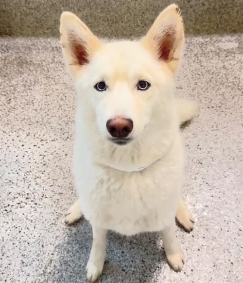 HARMONY - Husky available for adoption