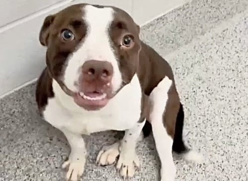 A660508 - Pit Bull Terrier available for adoption