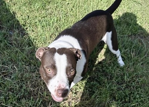 A660508 - Pit Bull Terrier available for adoption