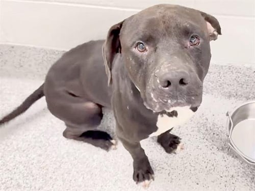 A660408 - Pit Bull Terrier available for adoption