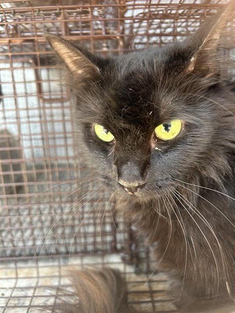 A659700 - Domestic Short Hair available for adoption