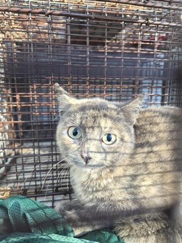 A650318 - Domestic Short Hair available for adoption