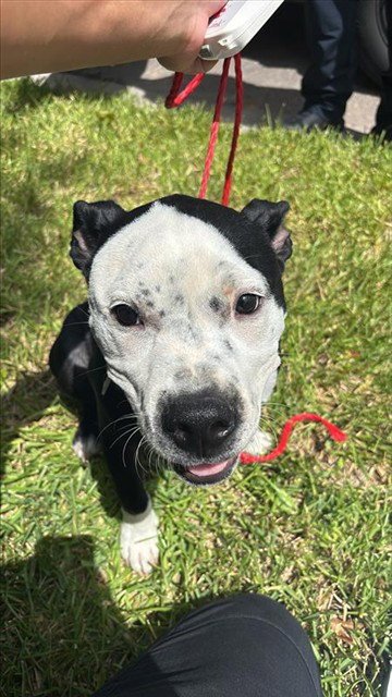 A658647 - Pit Bull Terrier available for adoption
